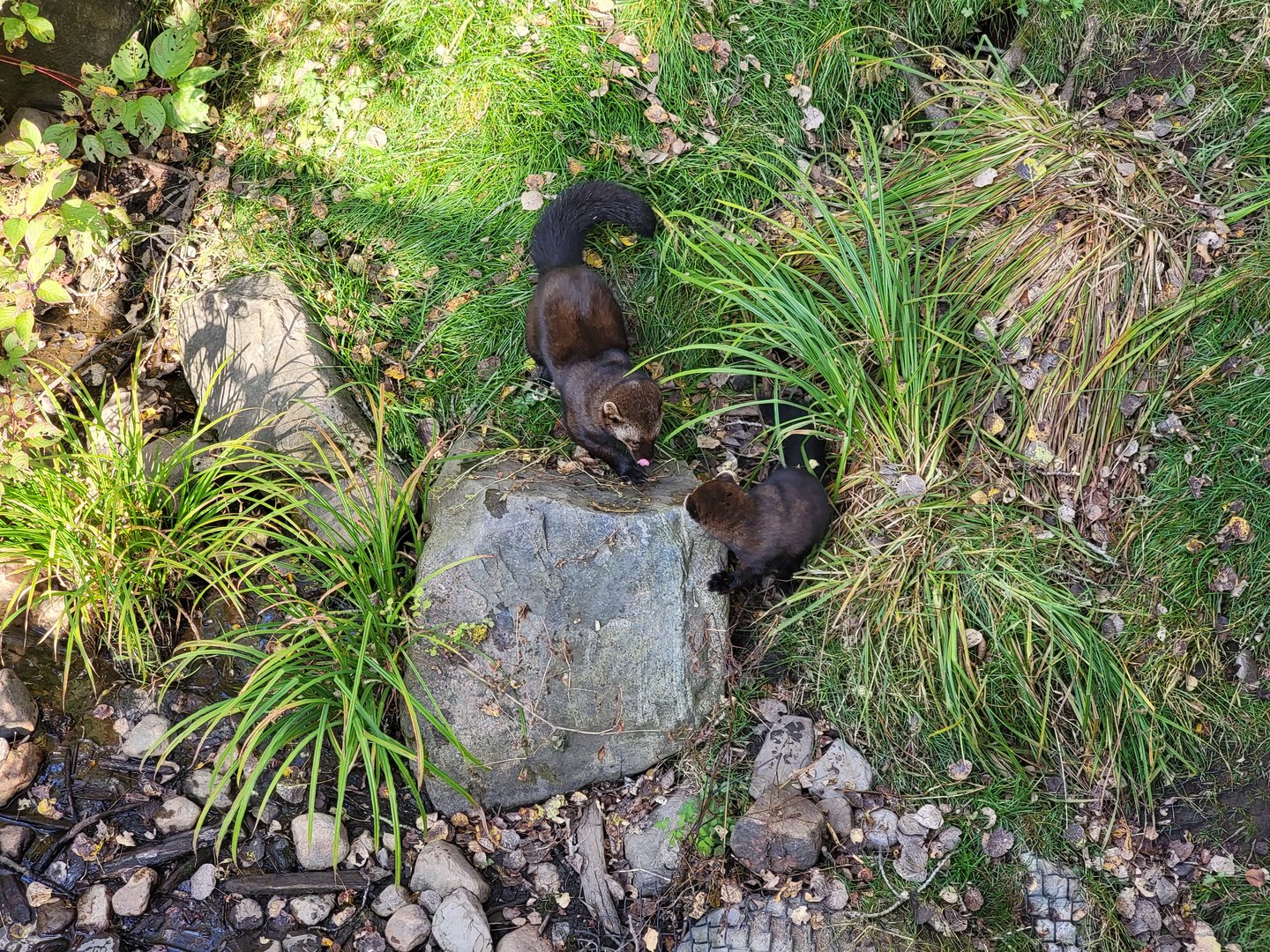 Zoo Sauvage 10/22 -  Laurentian Forest, male and female fishers