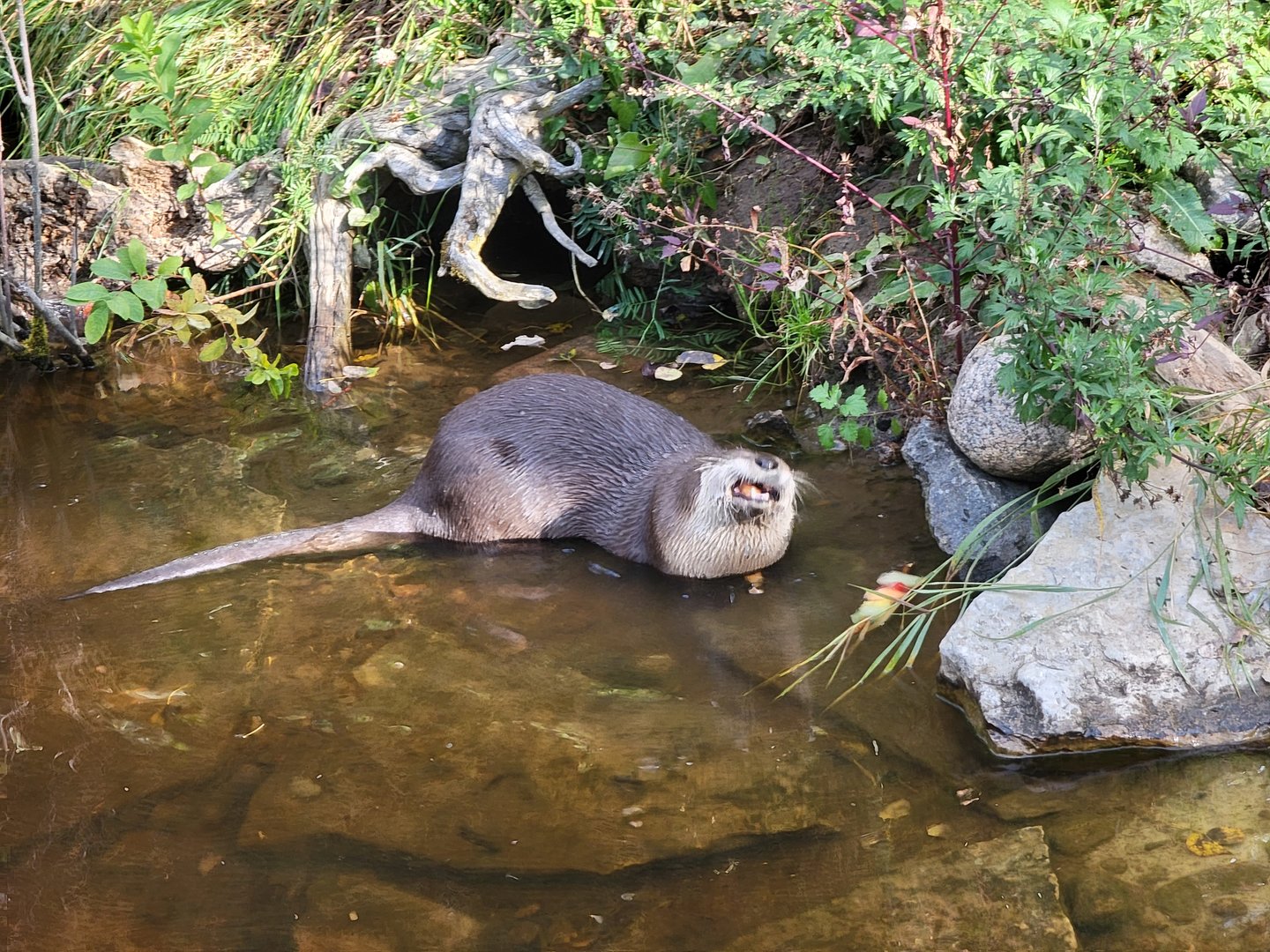 Zoo Sauvage 10/22 -  Laurentian Forest, NARO eating a fruit kabob that was stolen from a raccoon