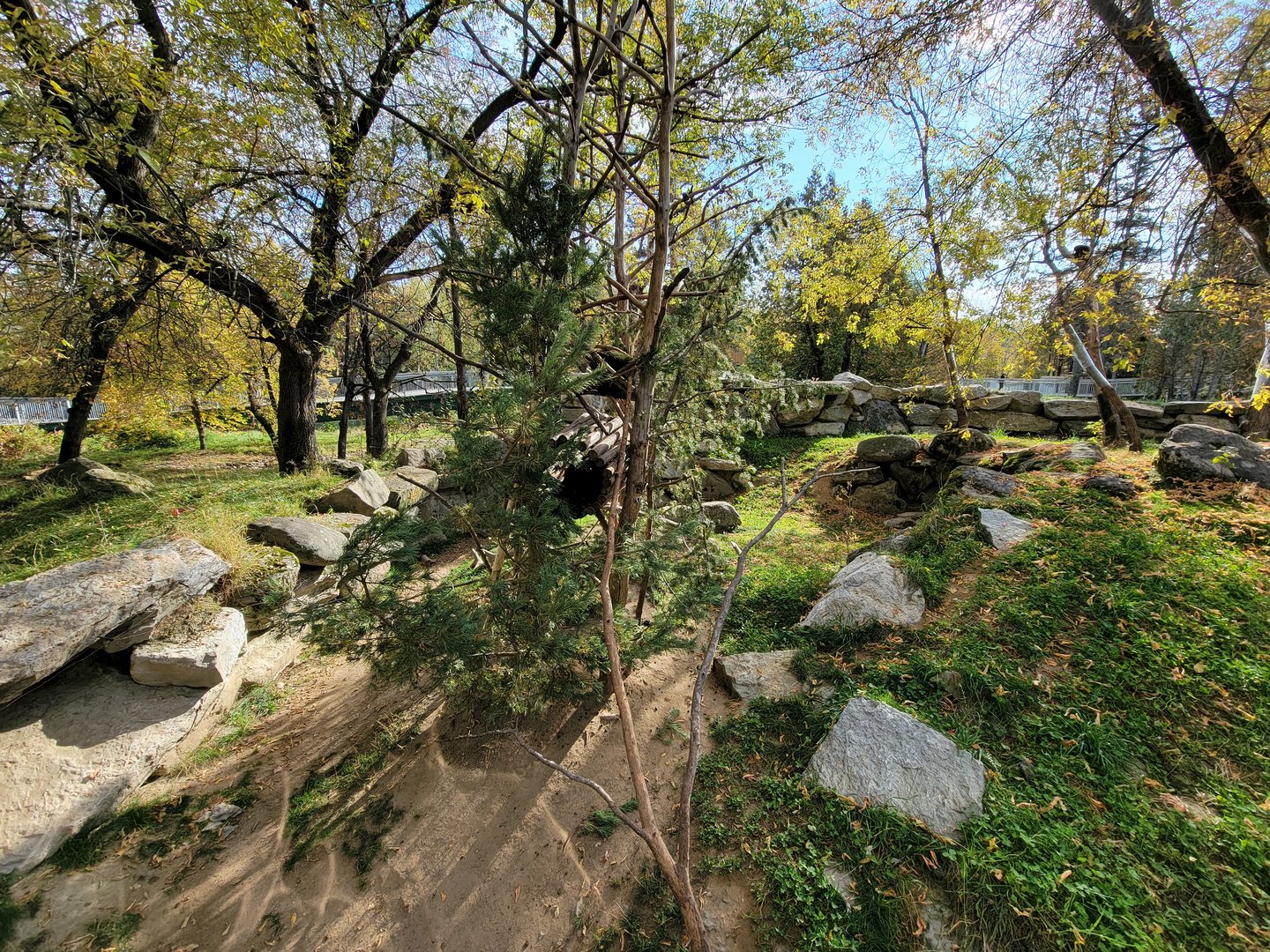 Zoo Sauvage 10/22 -  Laurentian Forest, North American porcupine exhibit
