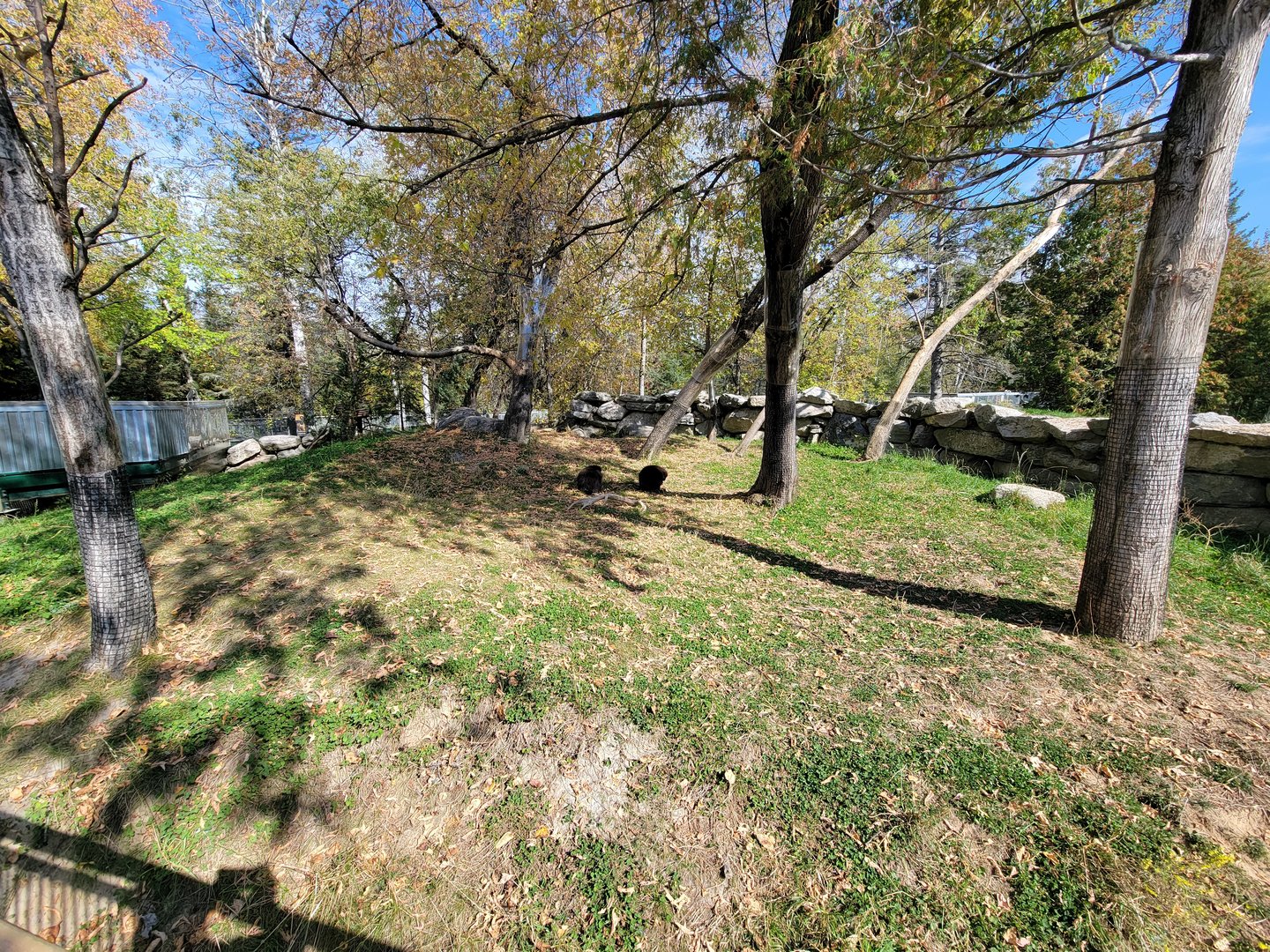 Zoo Sauvage 10/22 -  Laurentian Forest, North American porcupine exhibit
