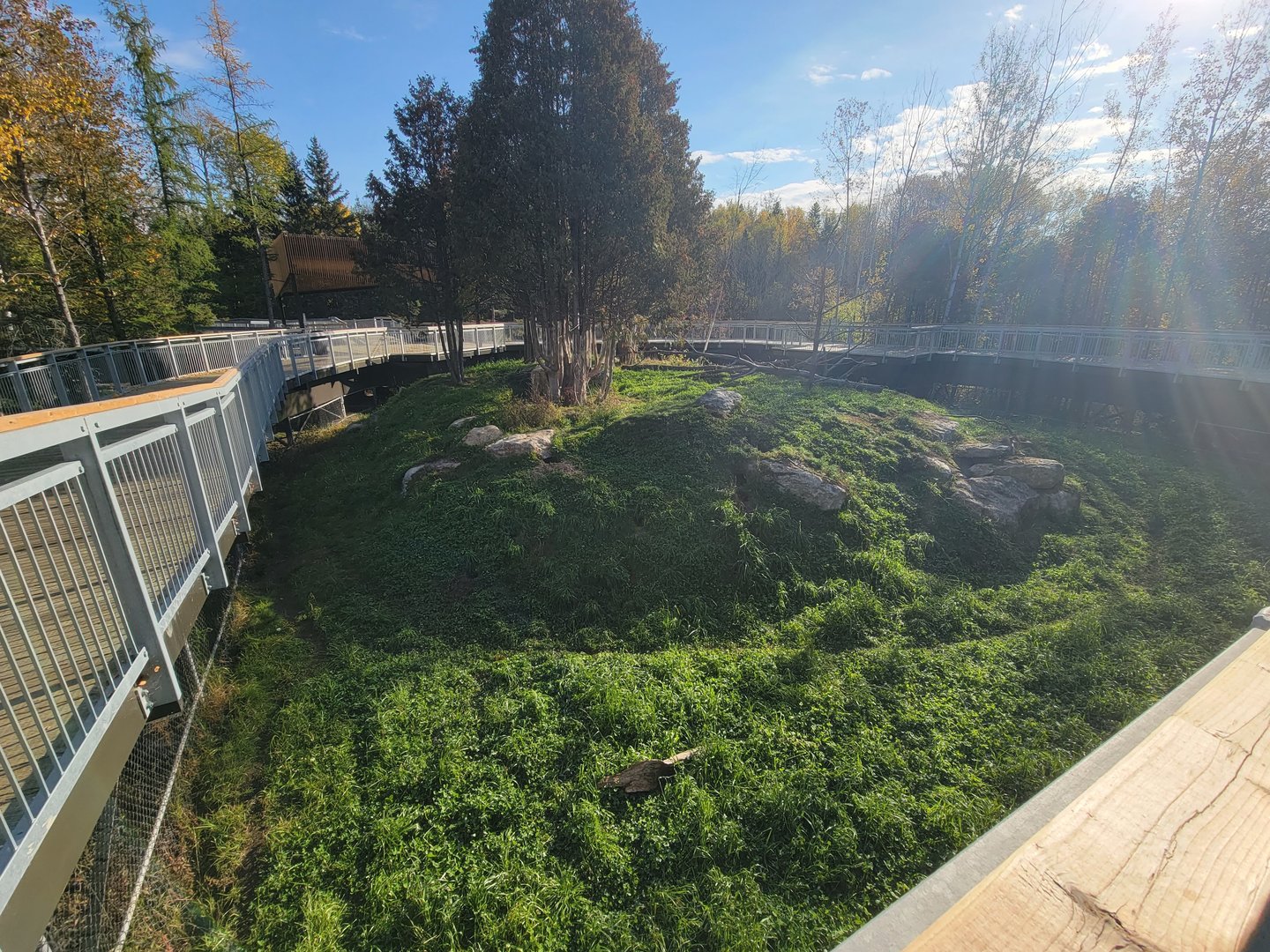 Zoo Sauvage 10/22 -  Laurentian Forest, Red Fox