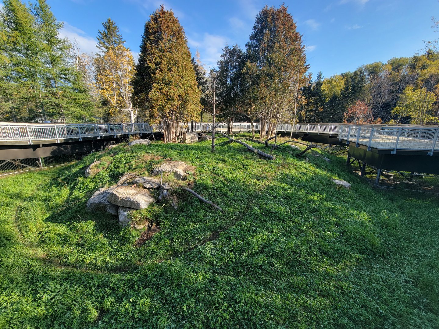 Zoo Sauvage 10/22 -  Laurentian Forest, Red Fox