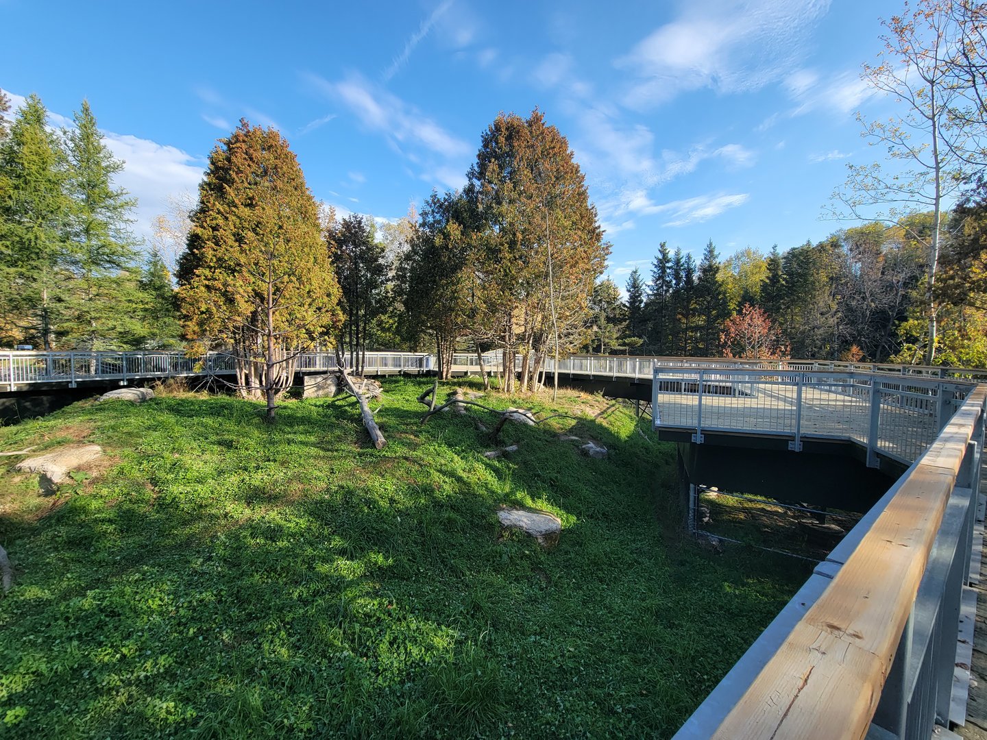 Zoo Sauvage 10/22 -  Laurentian Forest, Red Fox