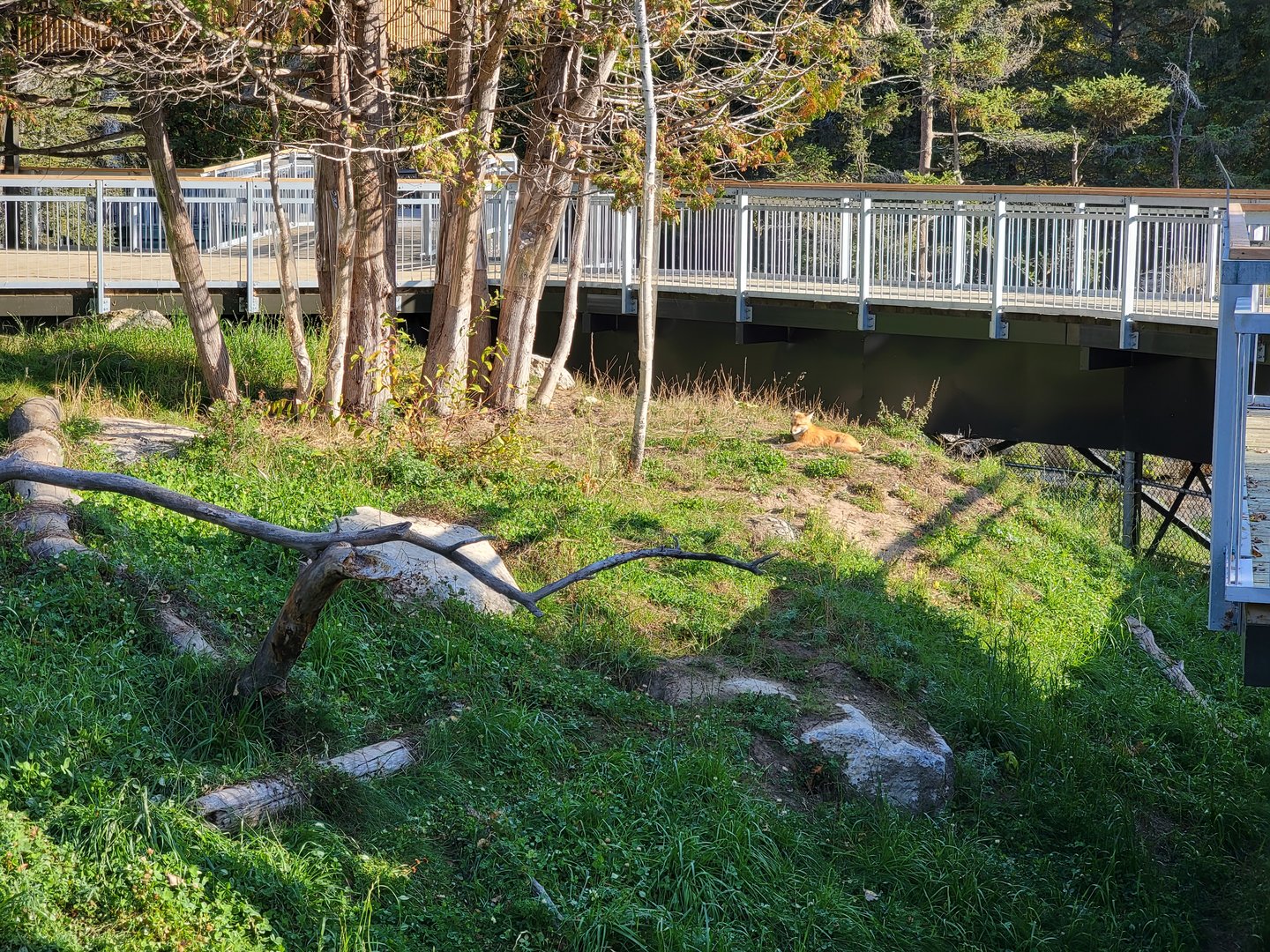 Zoo Sauvage 10/22 -  Laurentian Forest, Red Fox