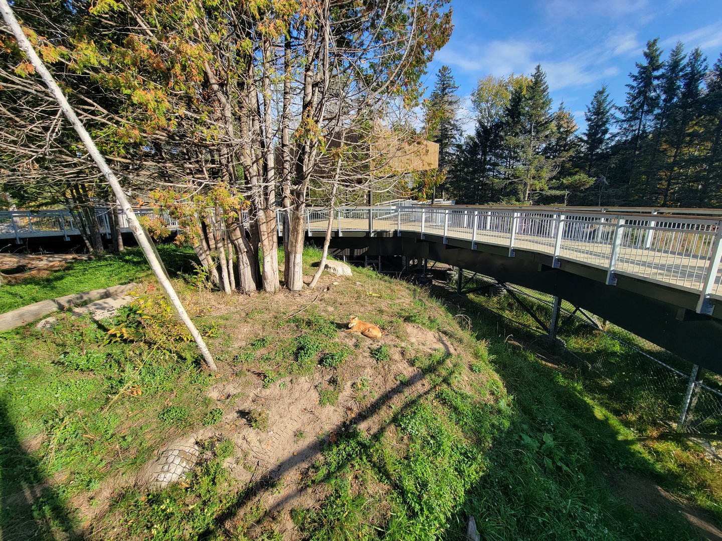 Zoo Sauvage 10/22 -  Laurentian Forest, Red Fox