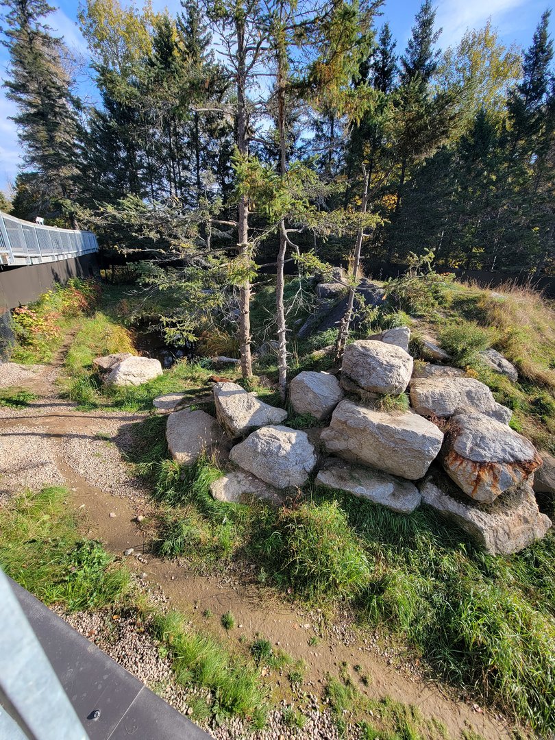 Zoo Sauvage 10/22 -  Laurentian Forest, Wolverine