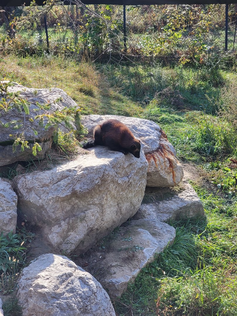 Zoo Sauvage 10/22 -  Laurentian Forest, Wolverine