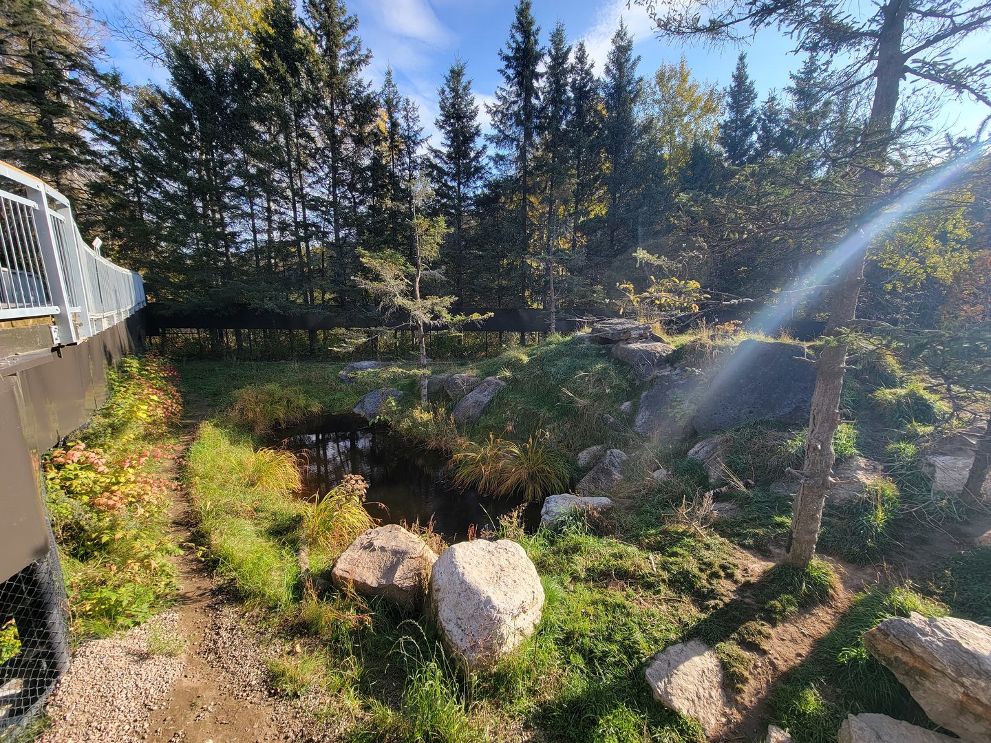 Zoo Sauvage 10/22 -  Laurentian Forest, Wolverine