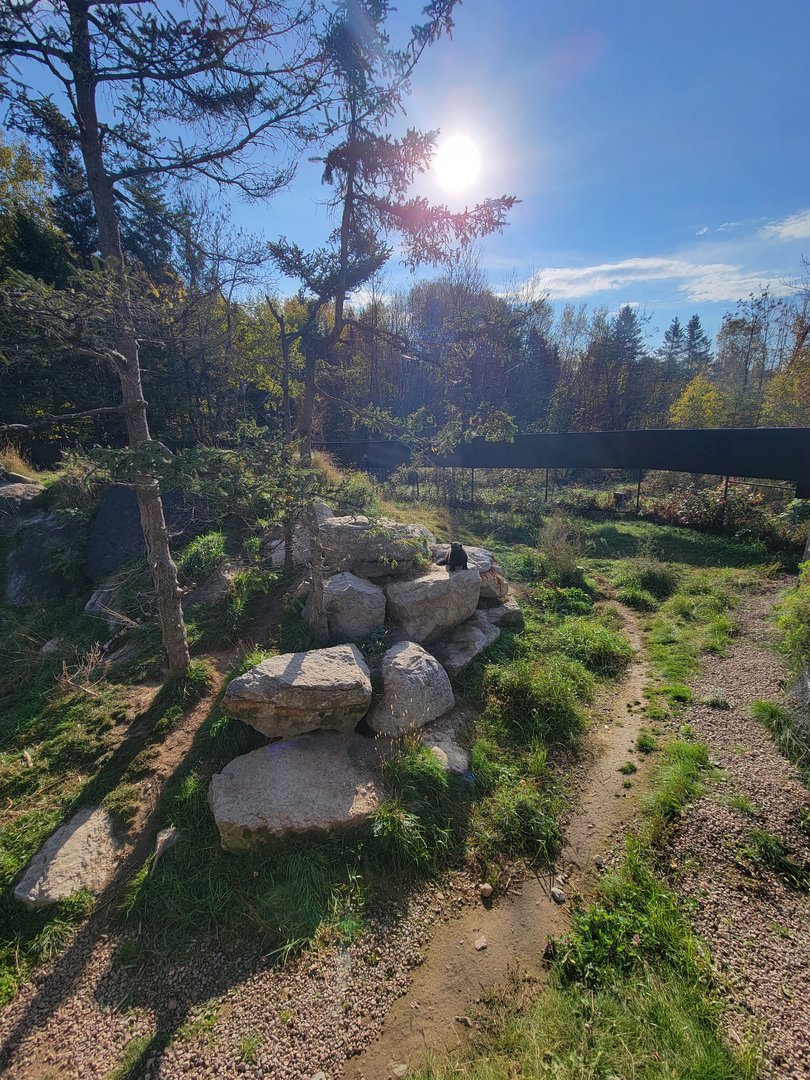 Zoo Sauvage 10/22 -  Laurentian Forest, Wolverine