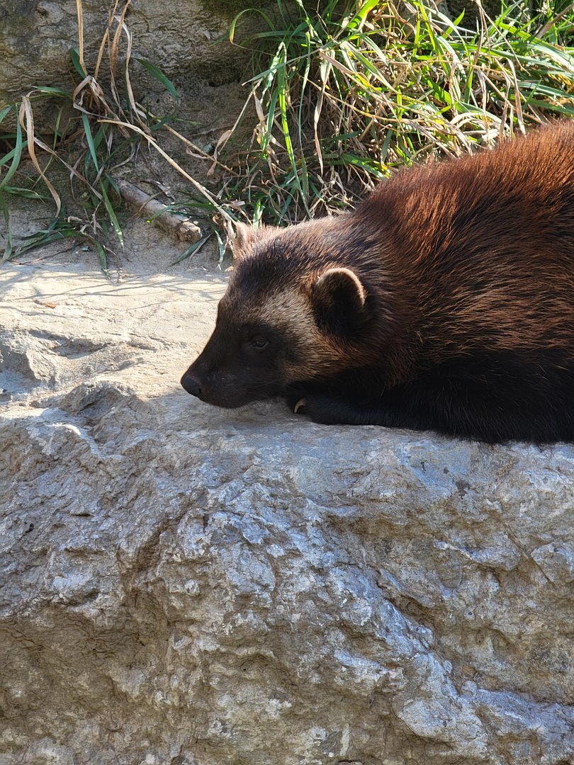 Zoo Sauvage 10/22 -  Laurentian Forest, Wolverine