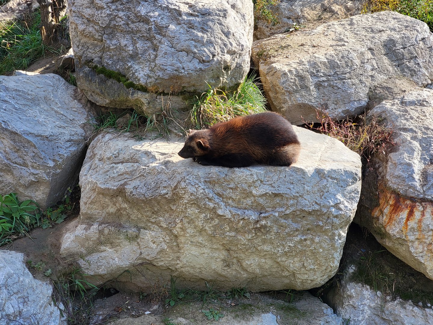 Zoo Sauvage 10/22 -  Laurentian Forest, Wolverine
