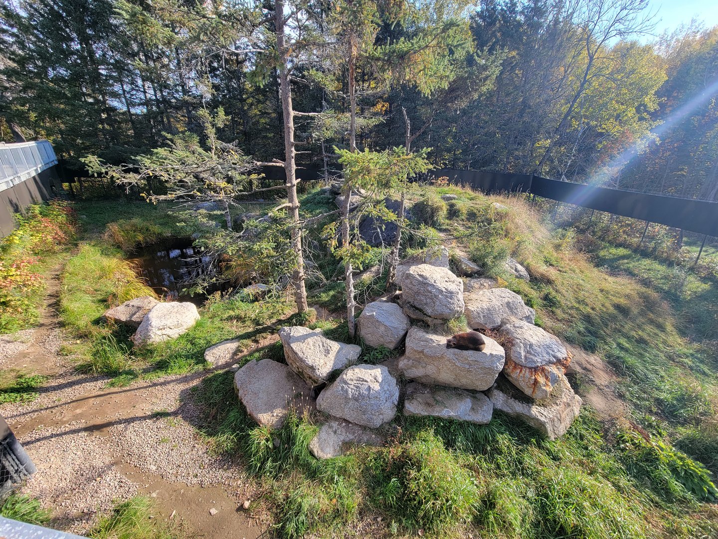 Zoo Sauvage 10/22 -  Laurentian Forest, Wolverine