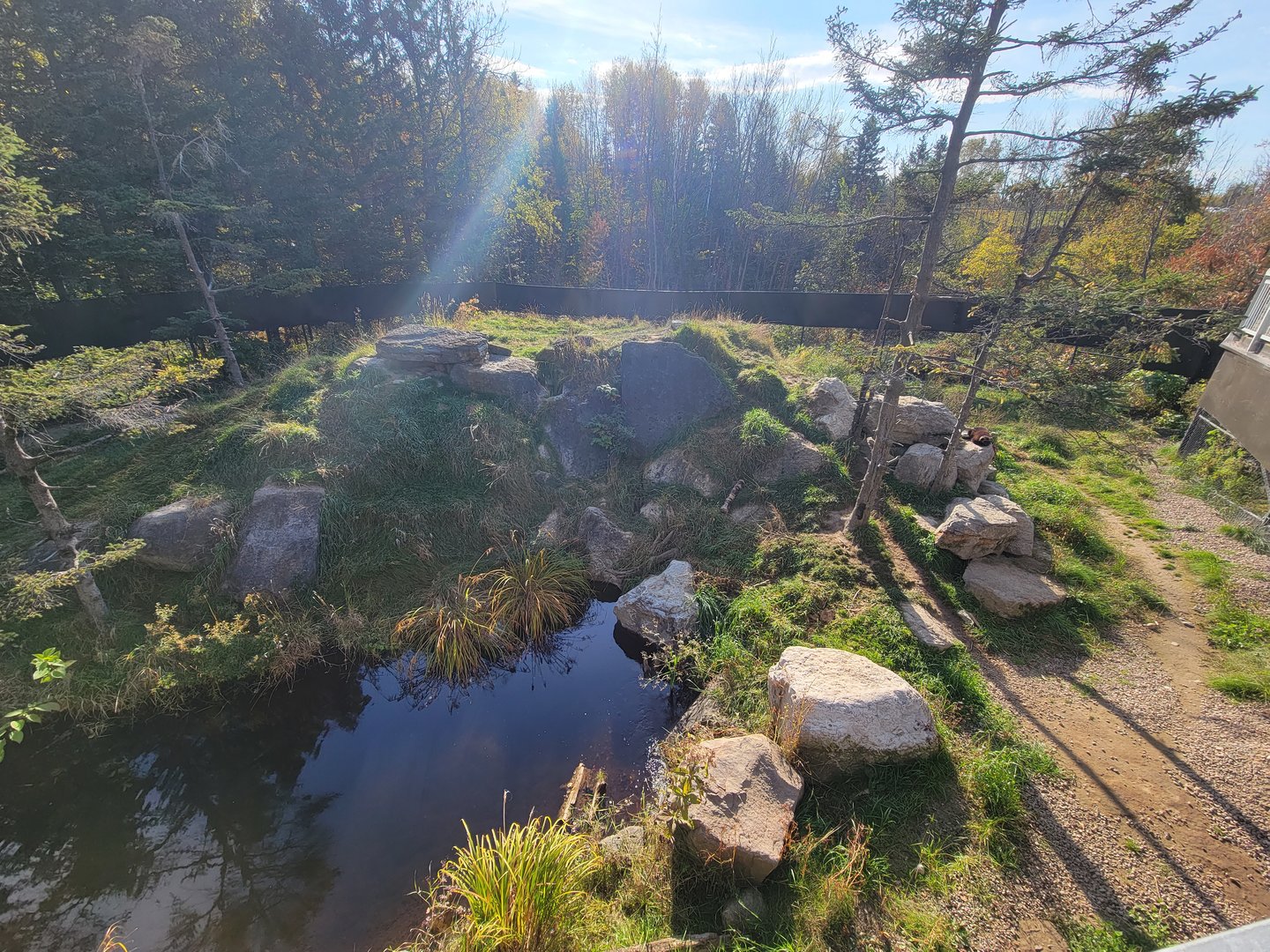 Zoo Sauvage 10/22 -  Laurentian Forest, Wolverine