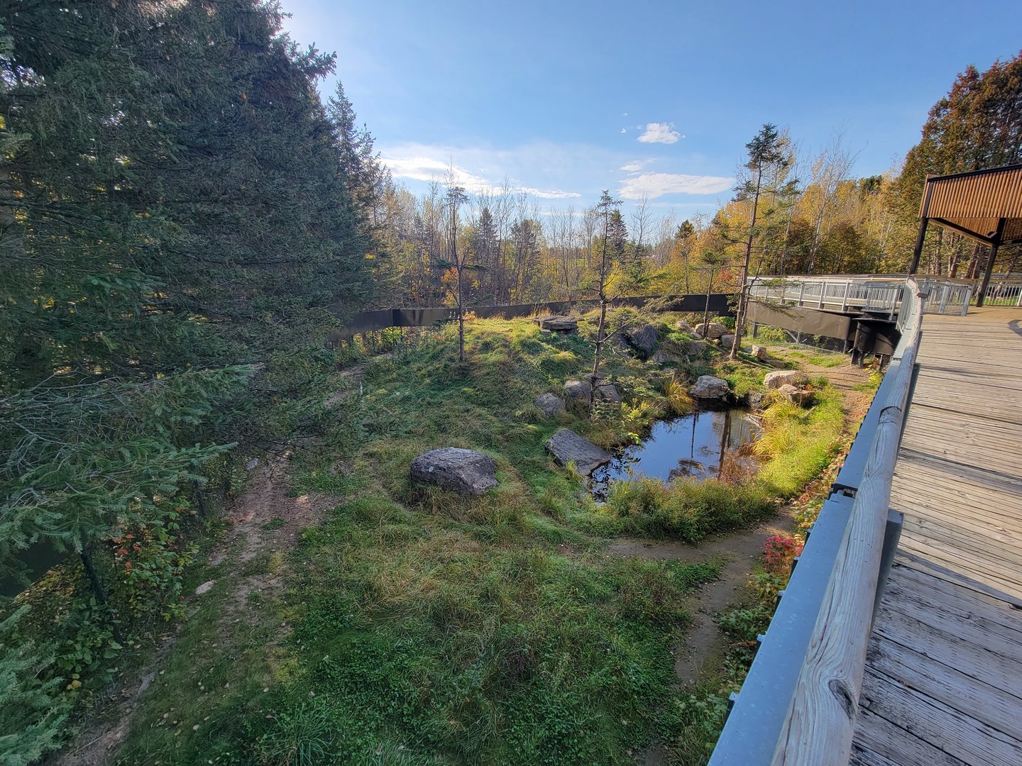 Zoo Sauvage 10/22 -  Laurentian Forest, Wolverine