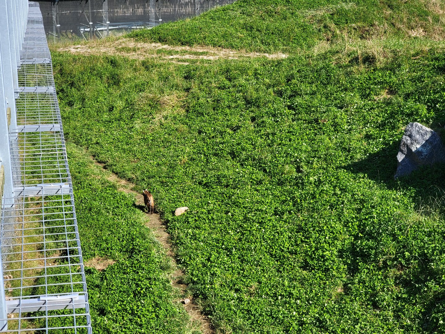 Zoo Sauvage 10/22 - Rocky Mountains, bobcat