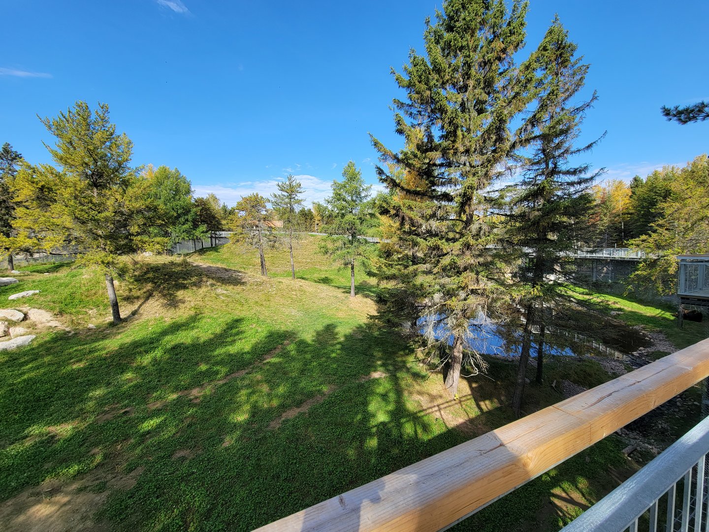 Zoo Sauvage 10/22 - Rocky Mountains, brown bear and bobcat