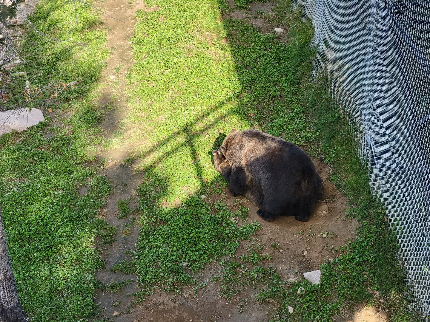 Zoo Sauvage 10/22 - Rocky Mountains, brown bear