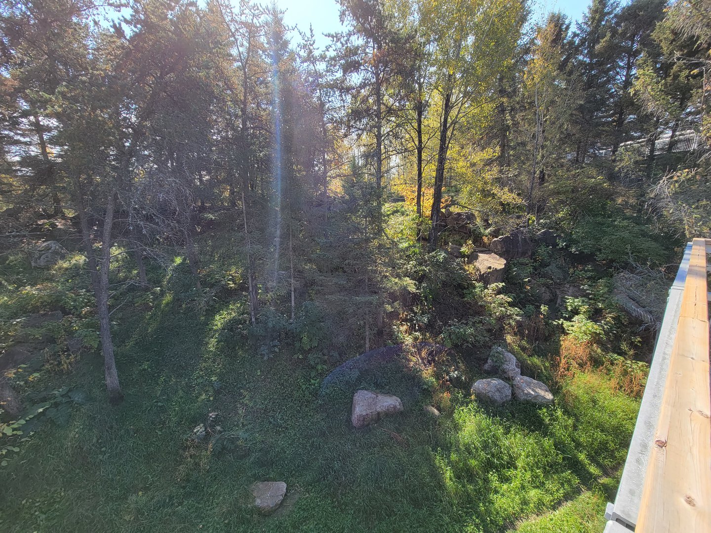 Zoo Sauvage 10/22 - Rocky Mountains, Canada lynx exhibit