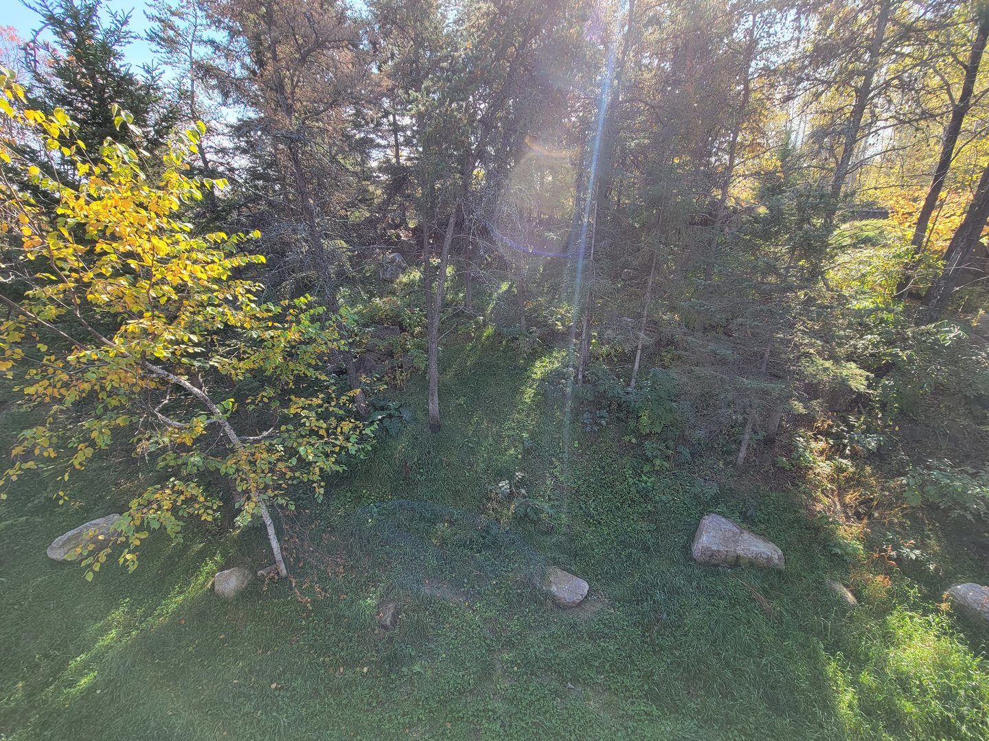 Zoo Sauvage 10/22 - Rocky Mountains, Canada lynx exhibit