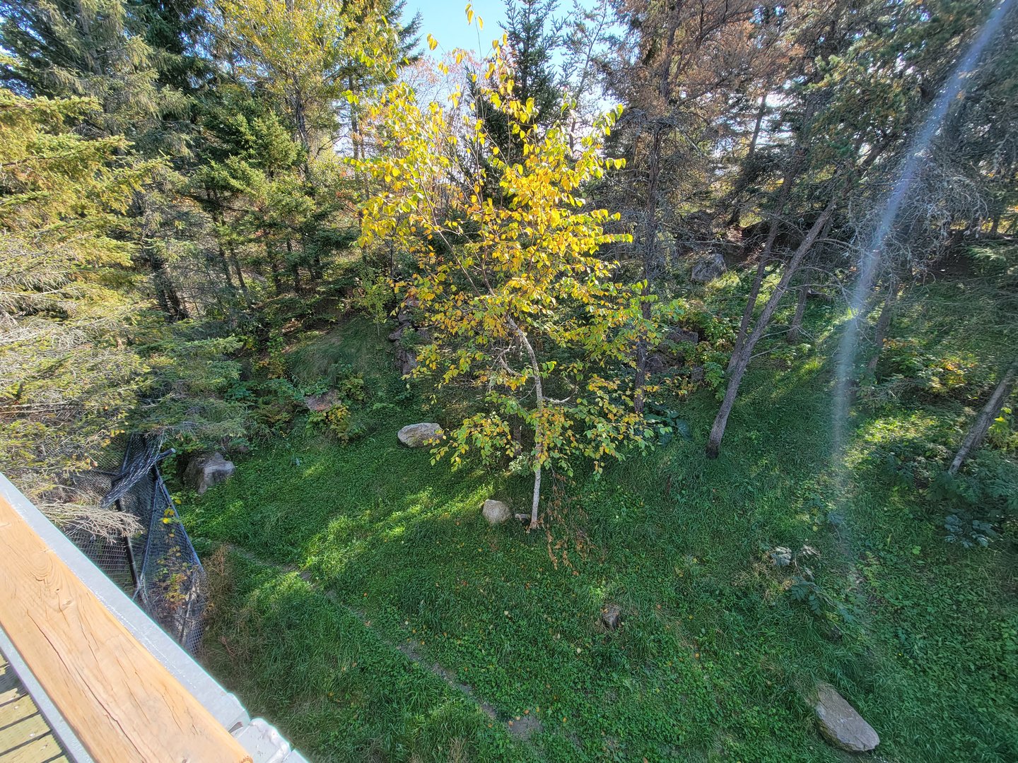 Zoo Sauvage 10/22 - Rocky Mountains, Canada lynx exhibit