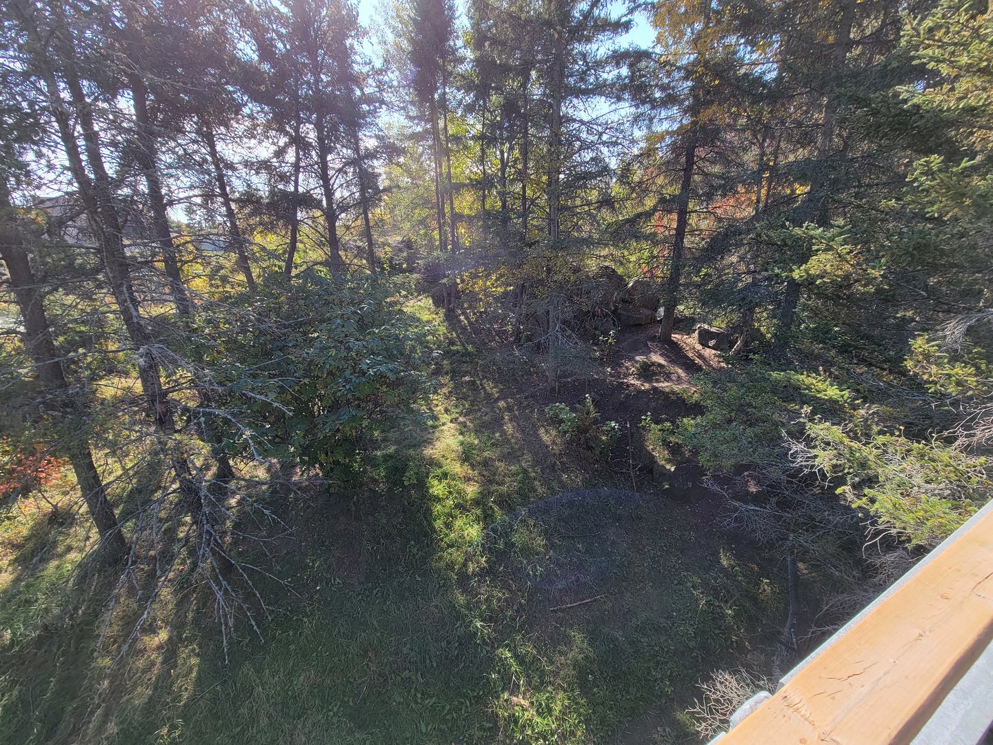 Zoo Sauvage 10/22 - Rocky Mountains, coyote exhibit