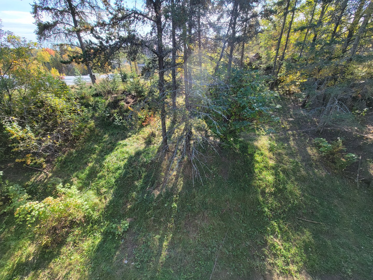 Zoo Sauvage 10/22 - Rocky Mountains, coyote exhibit