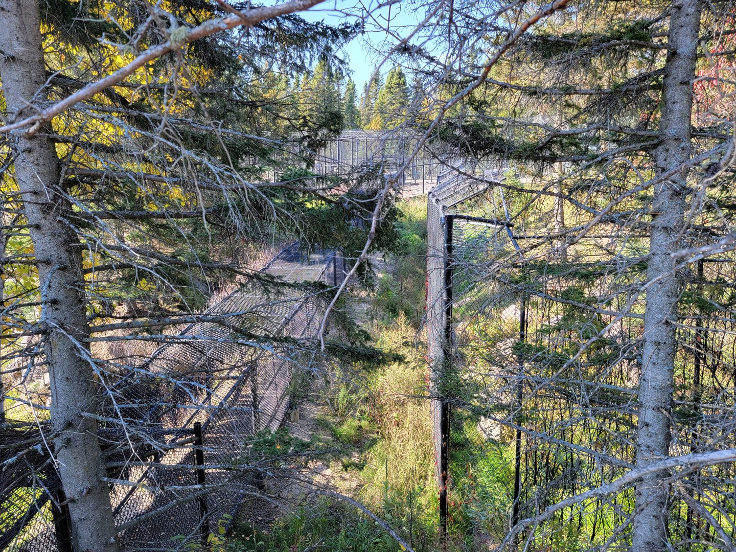 Zoo Sauvage 10/22 - Rocky Mountains, fencing and chutes for carnivores hidden behind trees