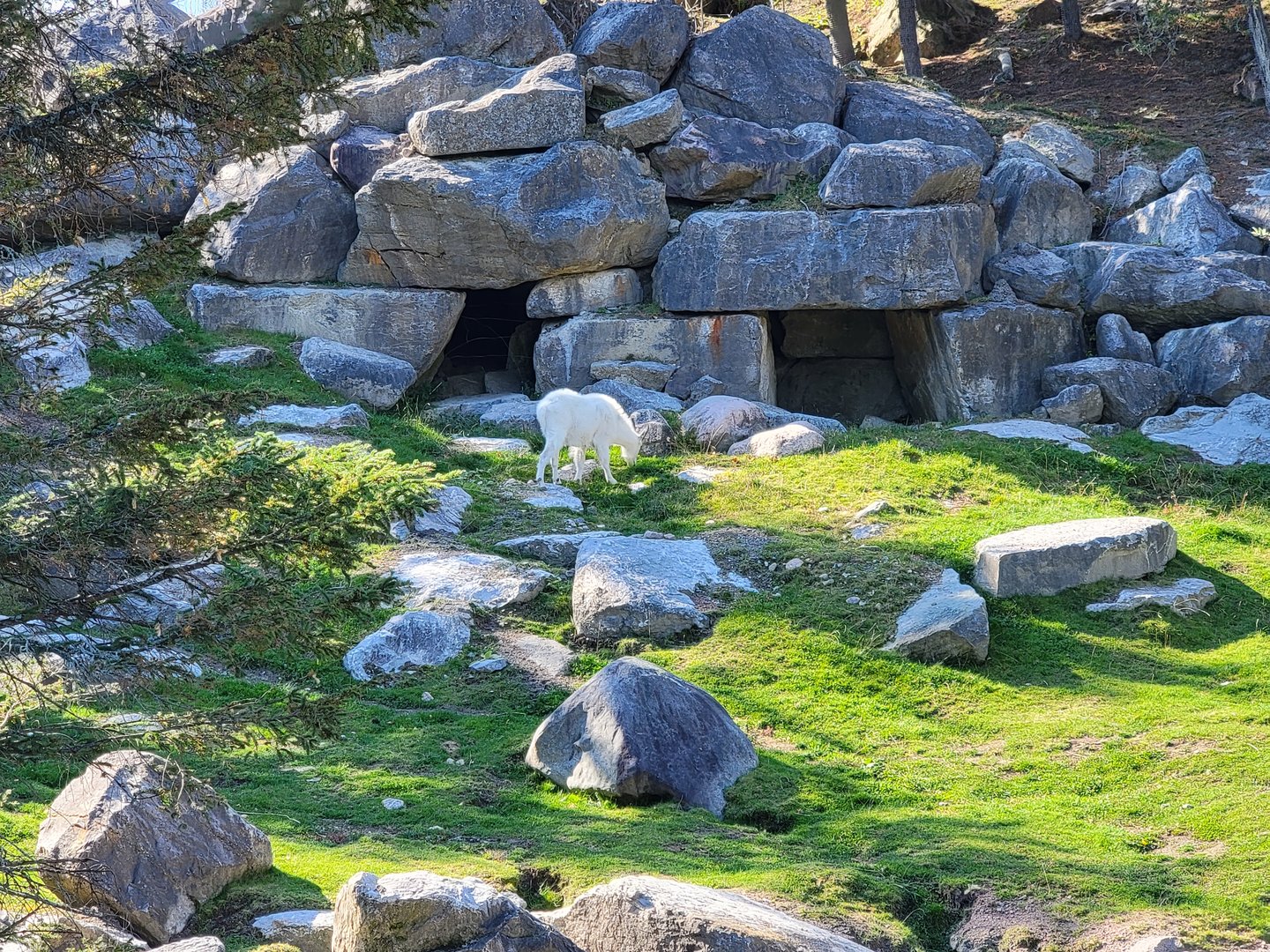 Zoo Sauvage 10/22 - Rocky Mountains, mountain goat exhibit
