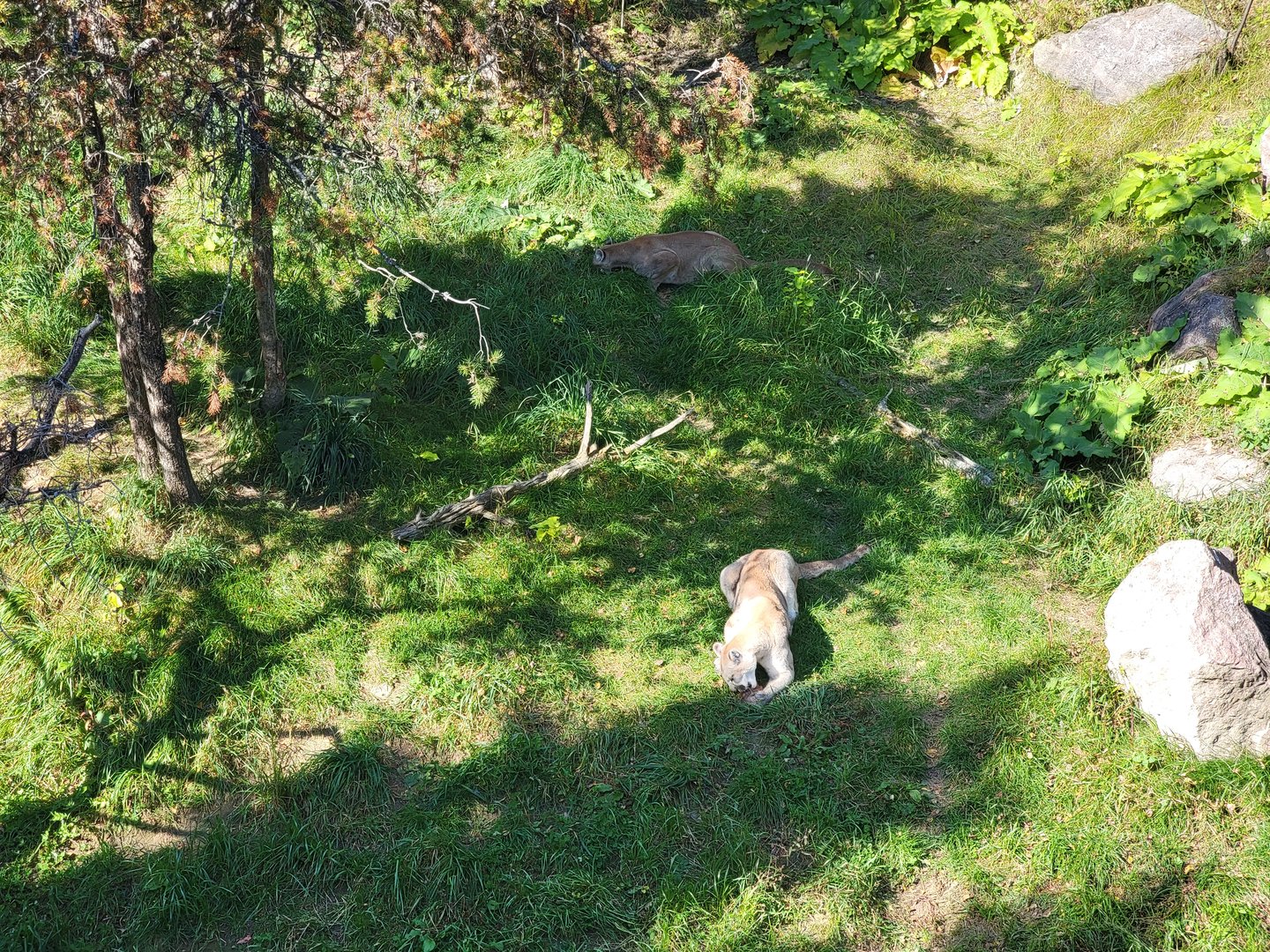 Zoo Sauvage 10/22 - Rocky Mountains, mountain lions eating