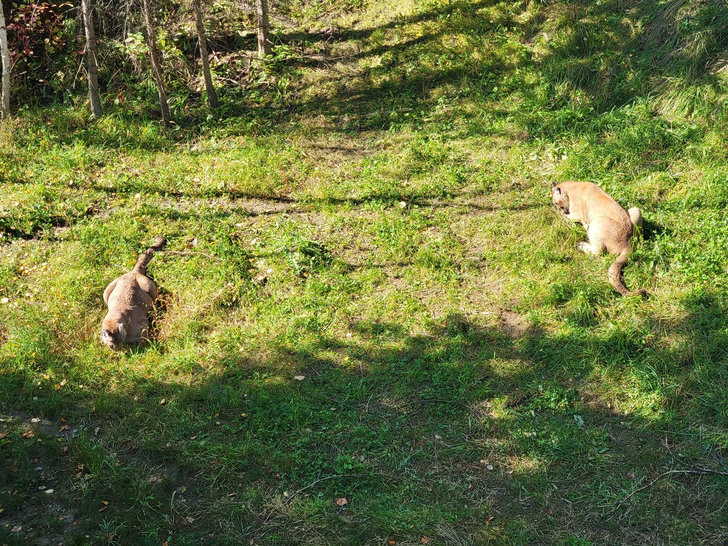 Zoo Sauvage 10/22 - Rocky Mountains, mountain lions eating
