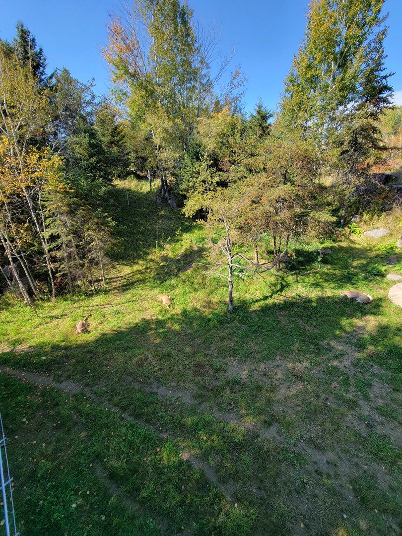 Zoo Sauvage 10/22 - Rocky Mountains, mountain lions eating