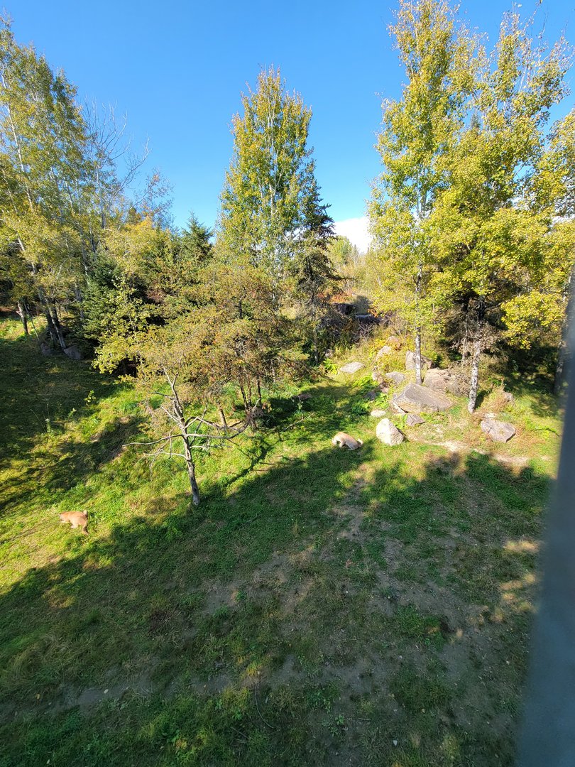 Zoo Sauvage 10/22 - Rocky Mountains, mountain lions eating