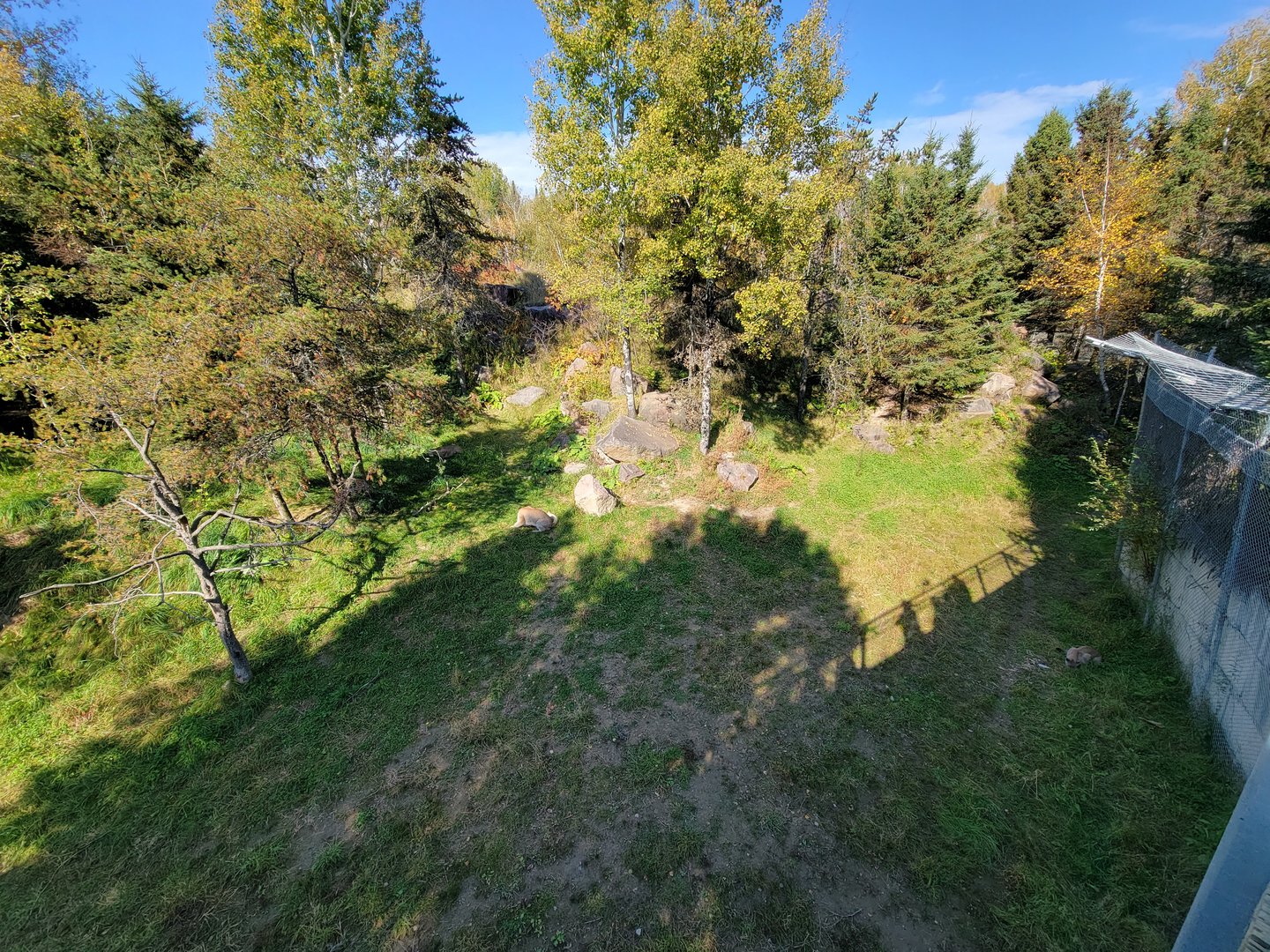 Zoo Sauvage 10/22 - Rocky Mountains, mountain lions eating