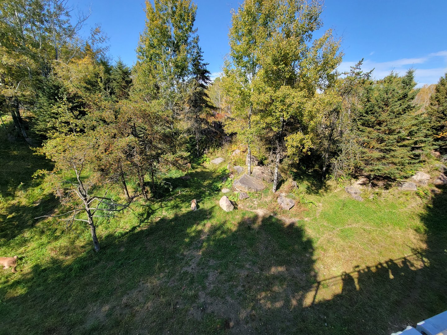 Zoo Sauvage 10/22 - Rocky Mountains, mountain lions