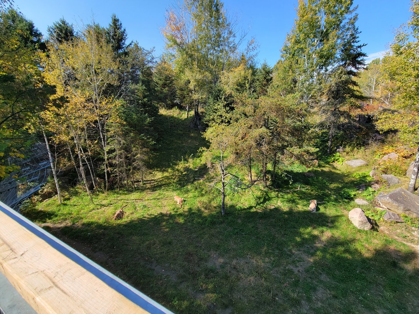 Zoo Sauvage 10/22 - Rocky Mountains, mountain lions
