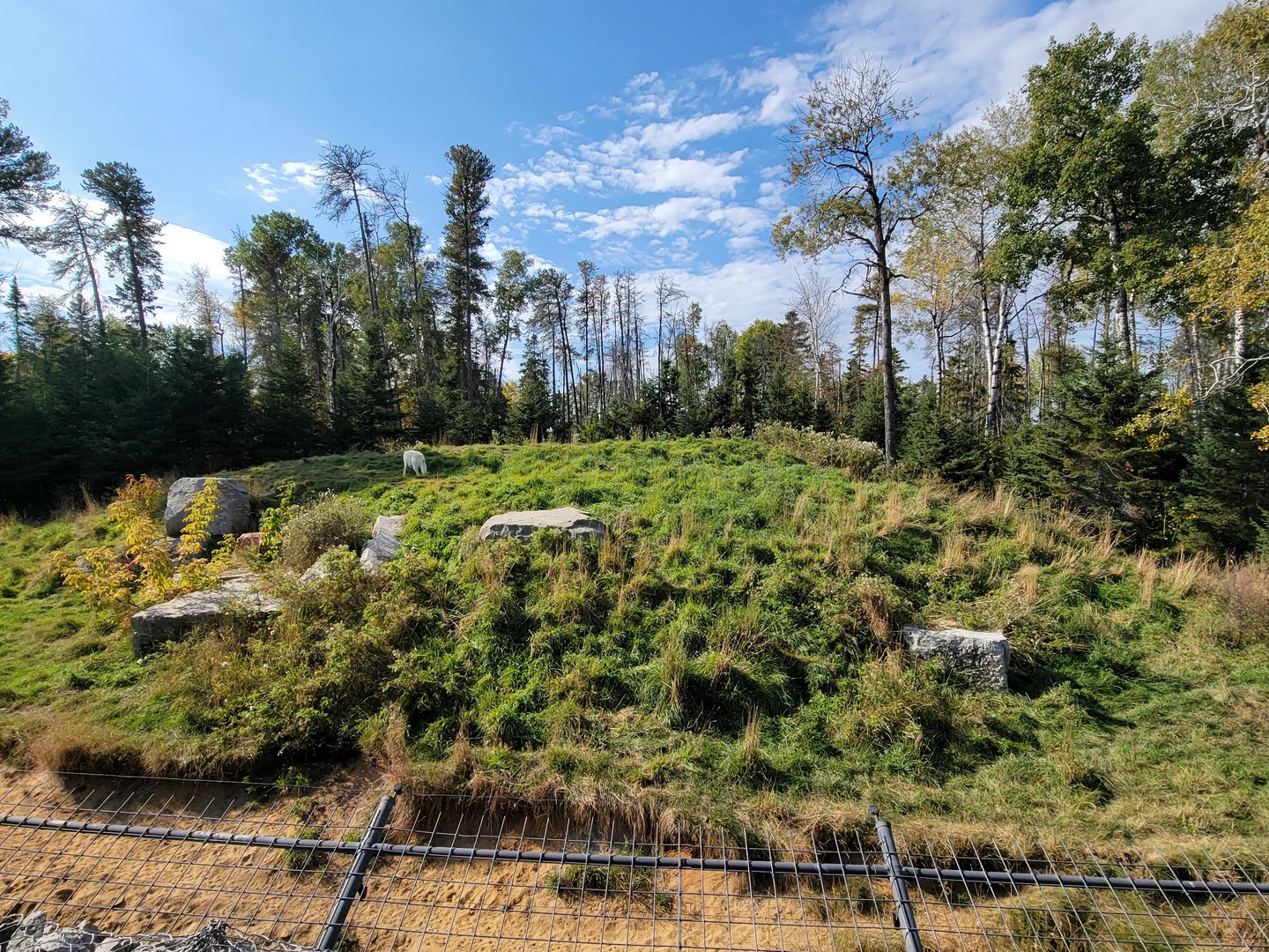Zoo Sauvage 10/22 - Train, arctic wolves