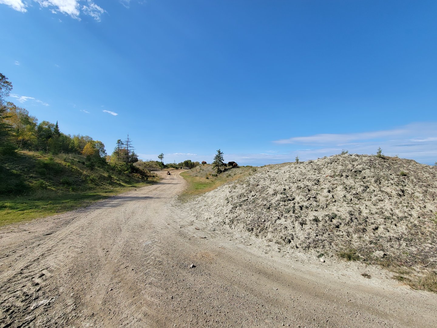 Zoo Sauvage 10/22 - Train, bison
