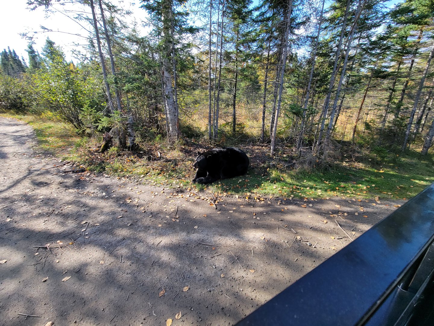 Zoo Sauvage 10/22 - Train, black bear eating