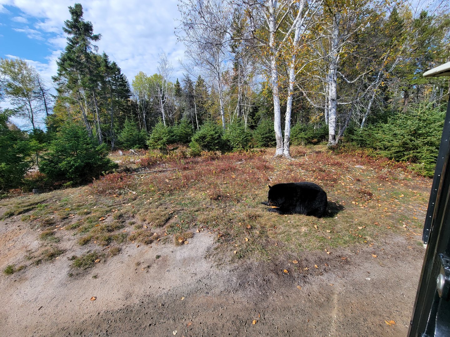 Zoo Sauvage 10/22 - Train, black bear