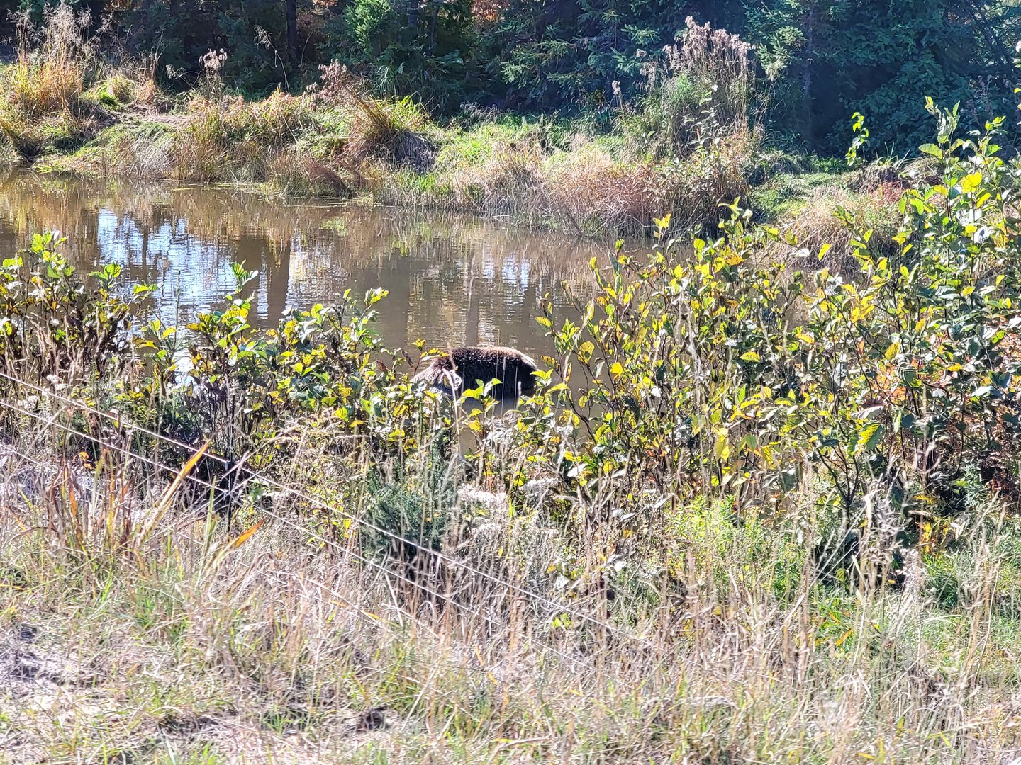 Zoo Sauvage 10/22 - Train, brown bear in pond