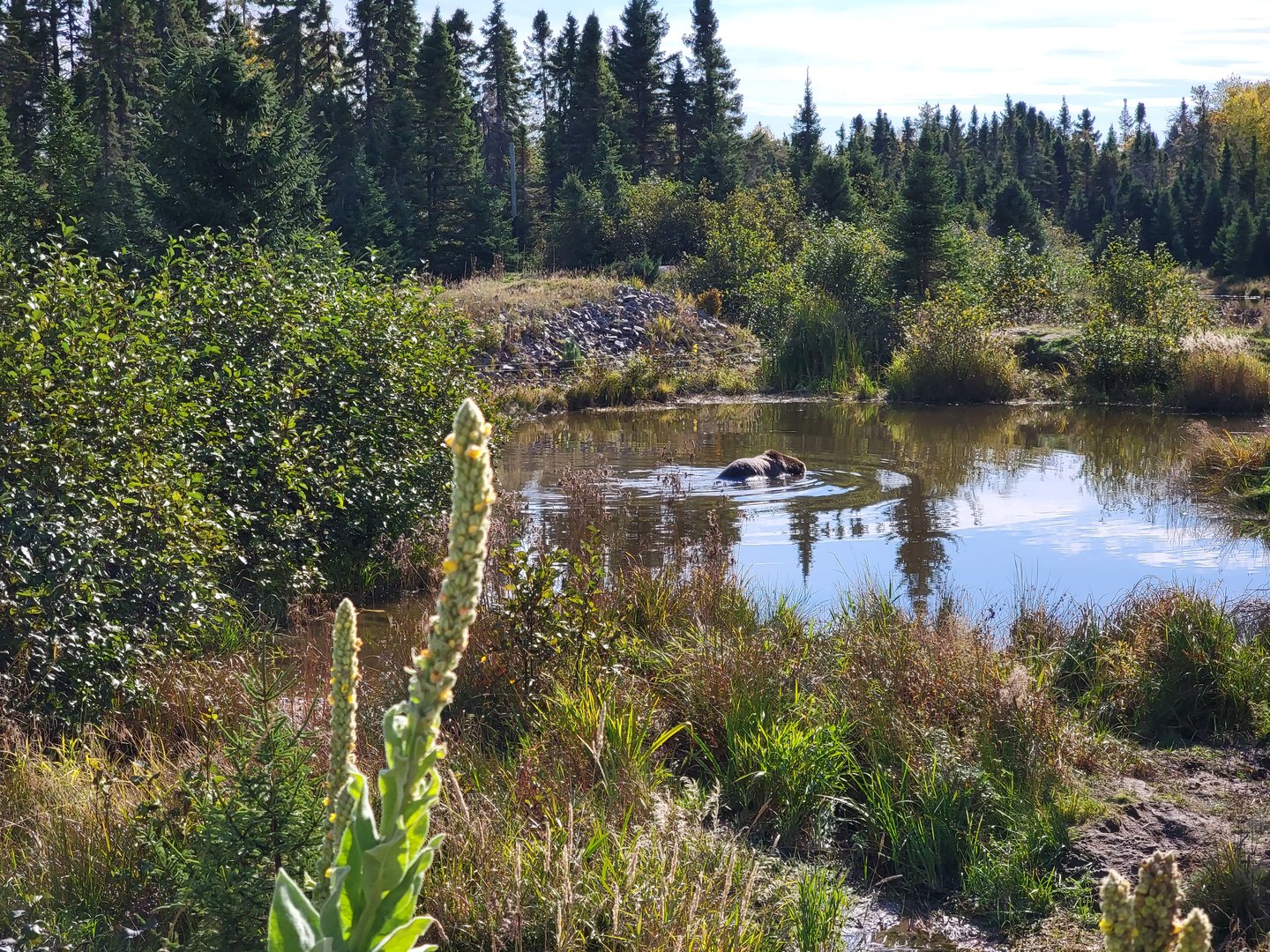 Zoo Sauvage 10/22 - Train, brown bear in pond