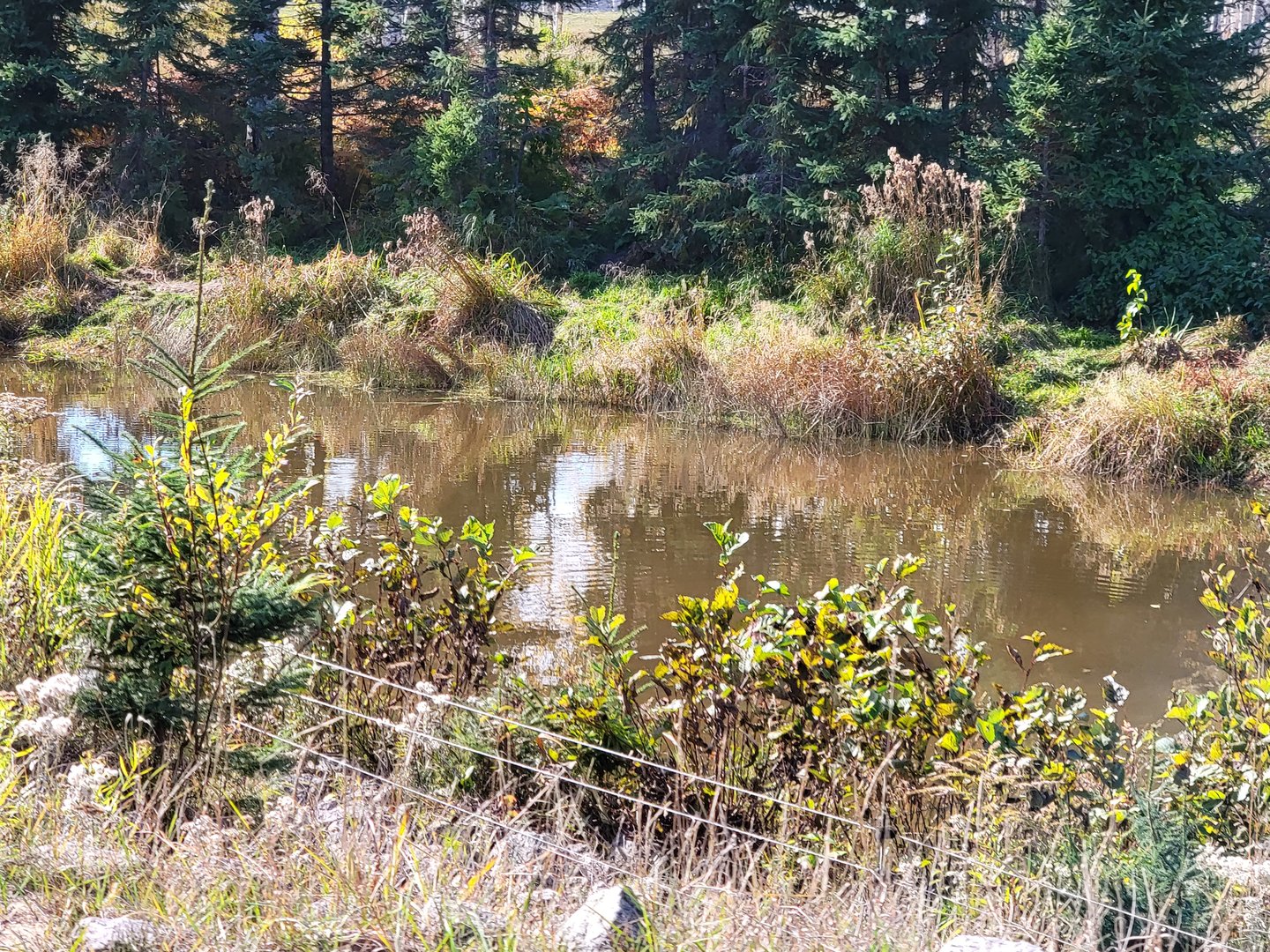 Zoo Sauvage 10/22 - Train, brown bear pond