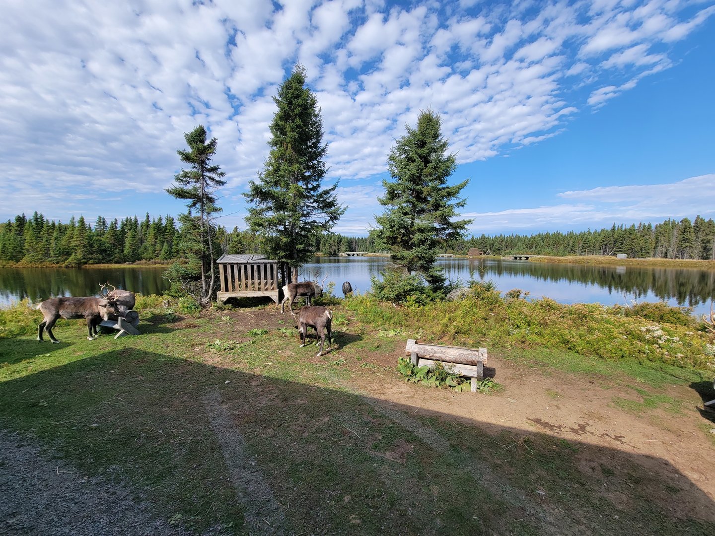 Zoo Sauvage 10/22 - Train, caribou
