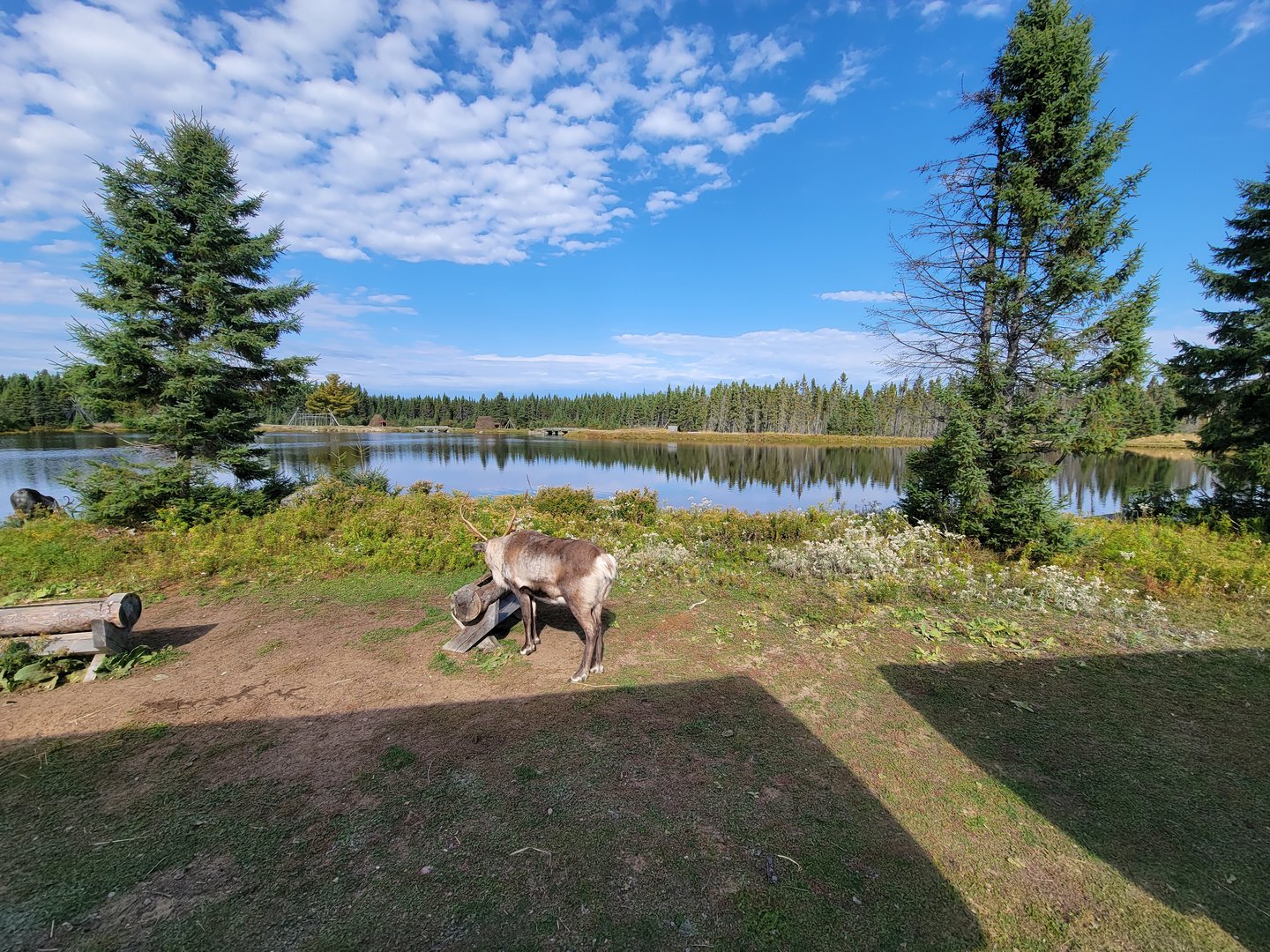 Zoo Sauvage 10/22 - Train, caribou
