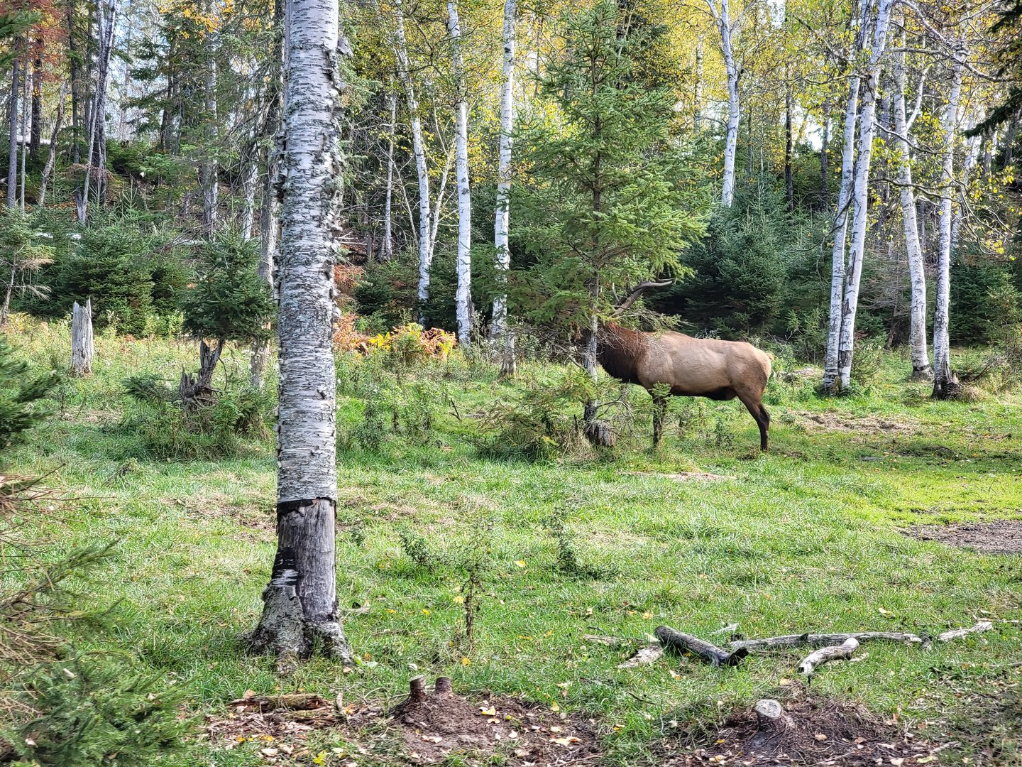 Zoo Sauvage 10/22 - Train, elk