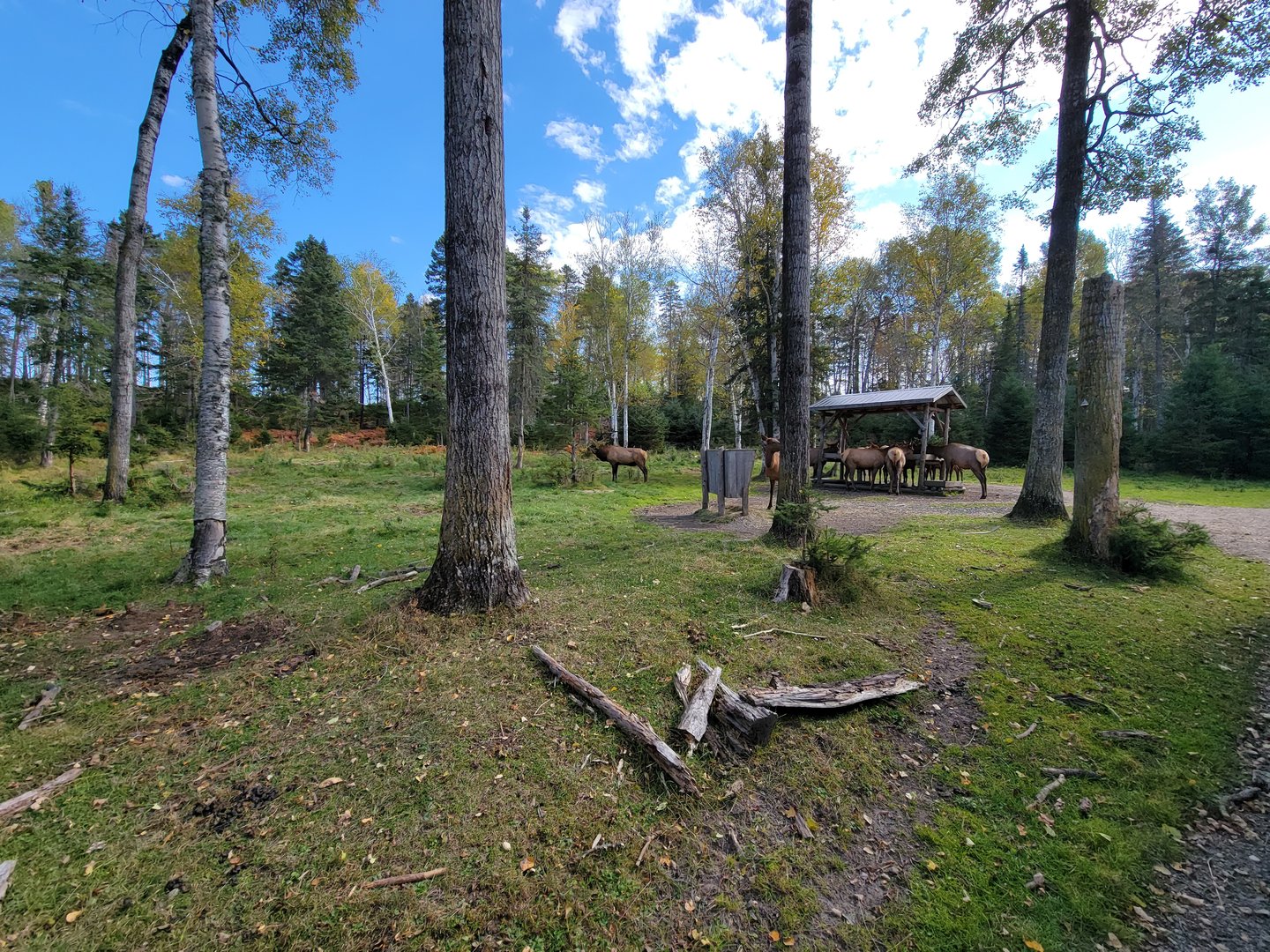 Zoo Sauvage 10/22 - Train, elk