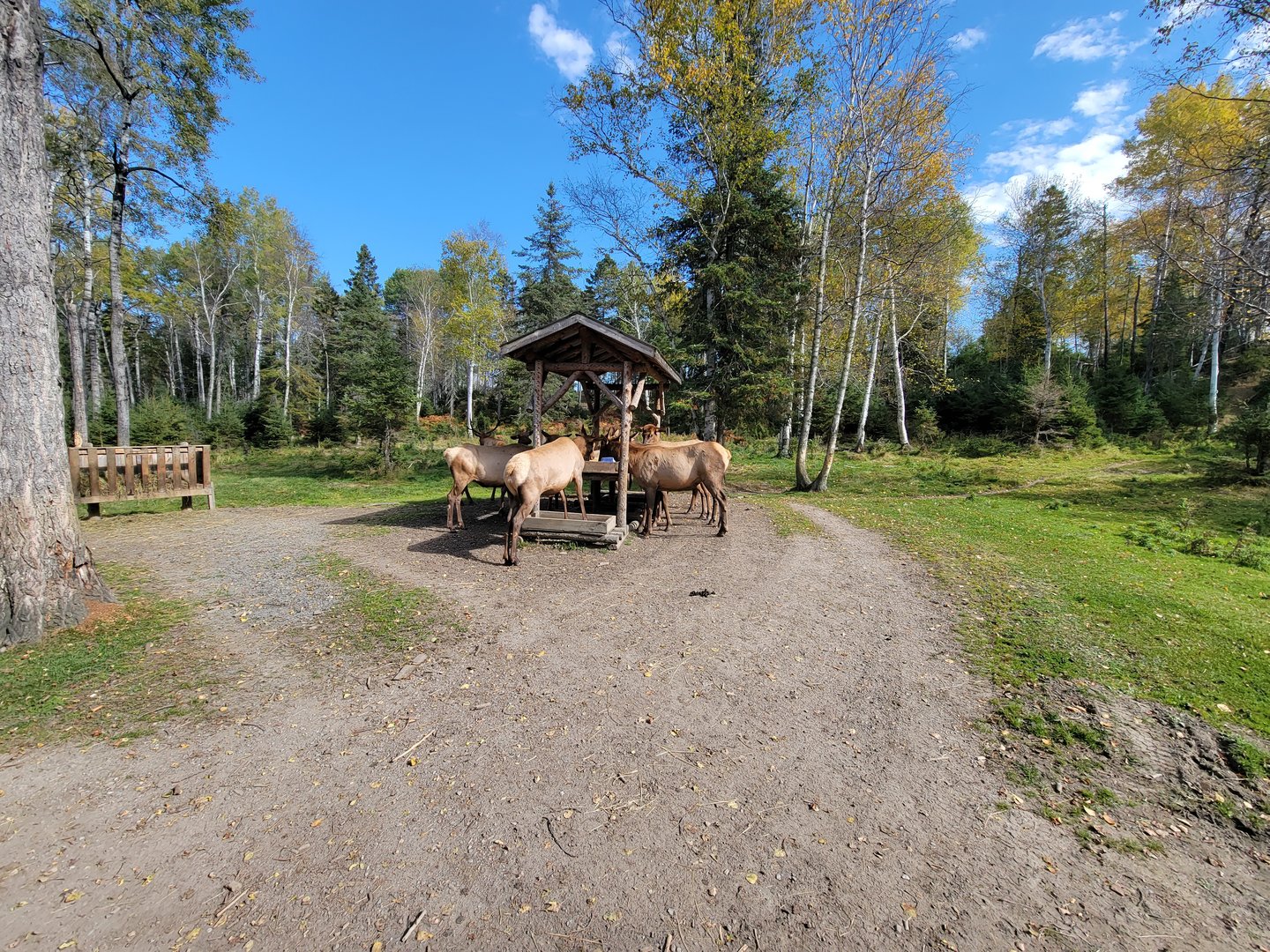 Zoo Sauvage 10/22 - Train, elk