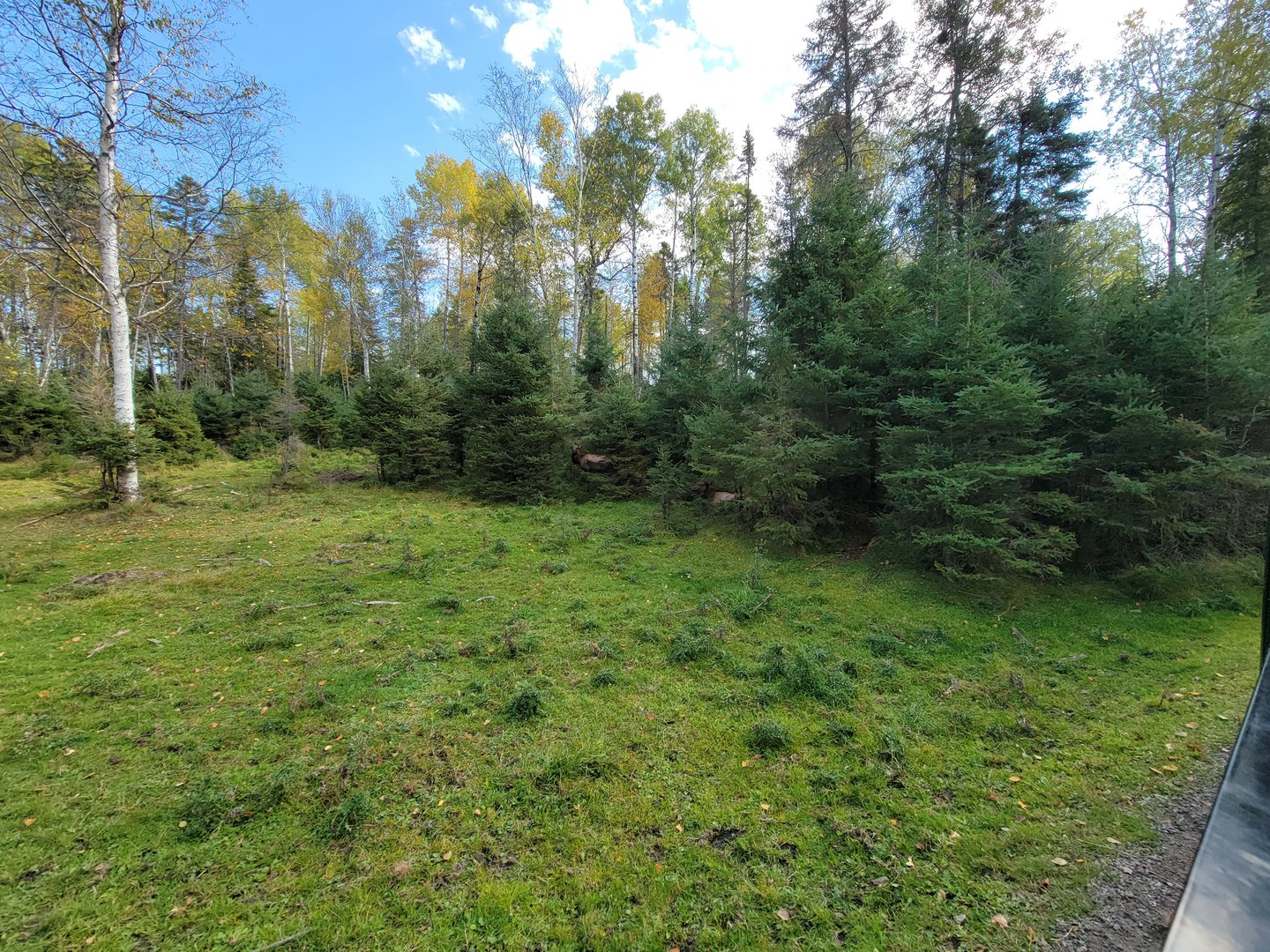 Zoo Sauvage 10/22 - Train, elk