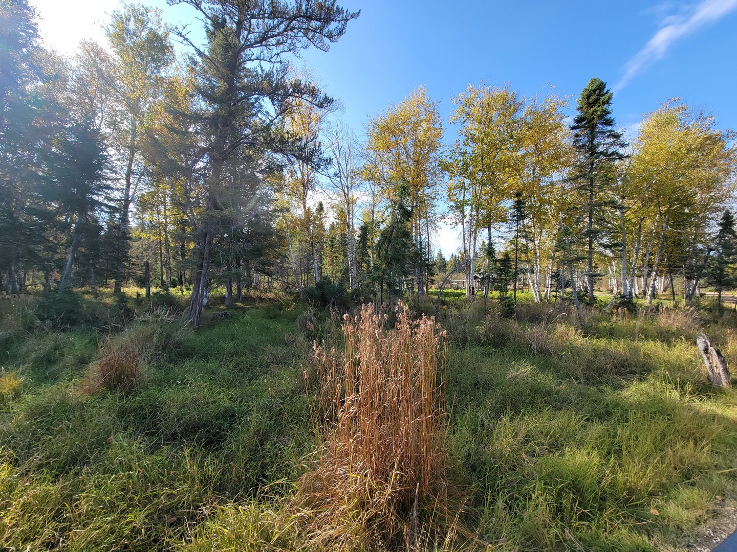 Zoo Sauvage 10/22 - Train, first view of the forest