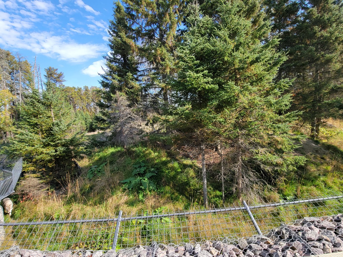 Zoo Sauvage 10/22 - Train, gray wolves